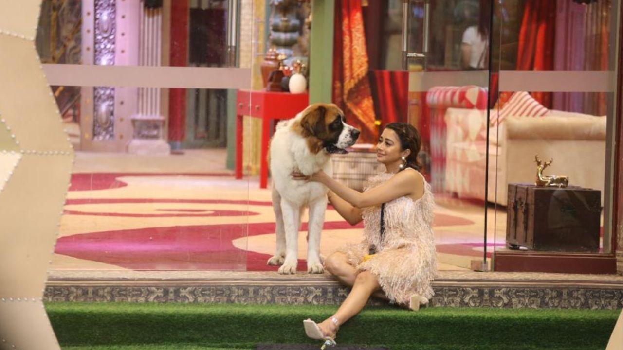 Cheering up all those who have been missing their pets, ‘Bigg Boss’ welcomes a new member of the house Maahim, a cute St. Bernard. The vibe and energy of the house change as all the housemates rush to welcome the four-legged beauty at the entrance.